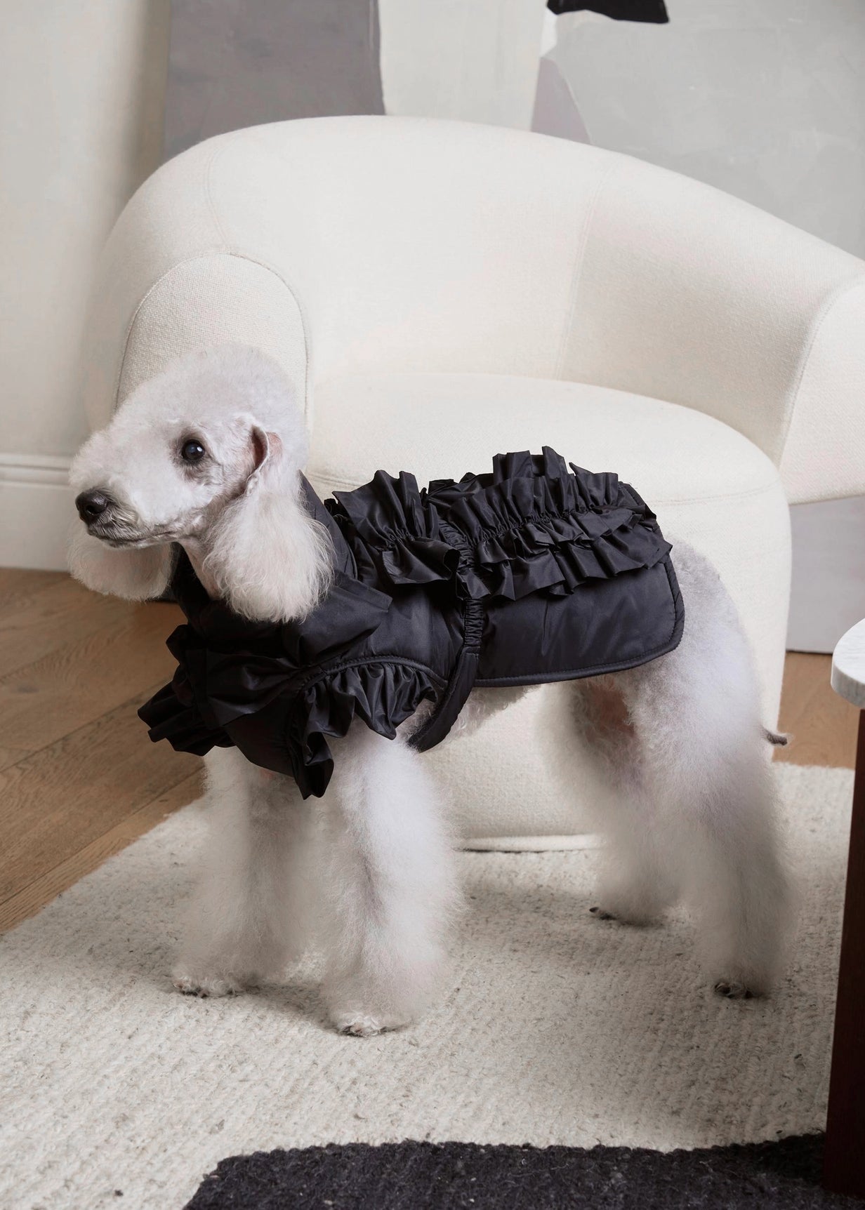 DESIGN FOR DOG